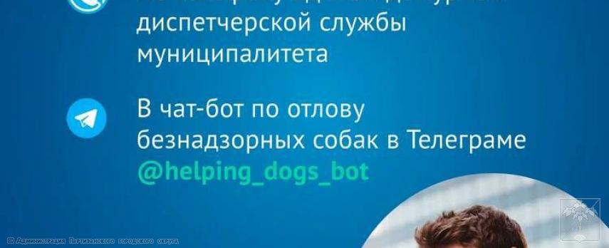 Ответственное отношение к животным без владельцев